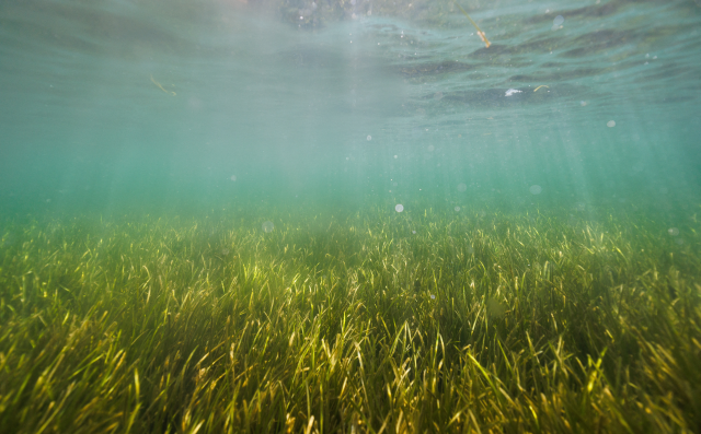 The sun lights up a seagrass meadow close to the beach of Falckenstein, near Kiel, Germany, July 10, 2023. REUTERS/Lisi Niesner