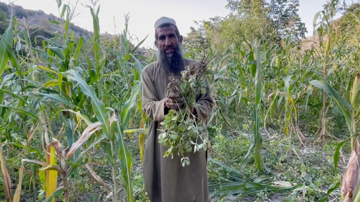 Farmer Ghulam Sakhi holds peanut plants grown in his fields in Haska Mina district in Nangarhar
province, east Afghanistan, October 2023