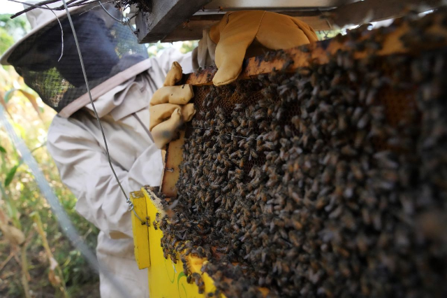 Kenyan farmer Alexander Mburung'a checks one of his beehive which form part of a fence which keeps elephants from straying onto his farm near Meru National Park in central Kenya on Feb. 7, 2024. Thomson Reuters Foundation/Stringer