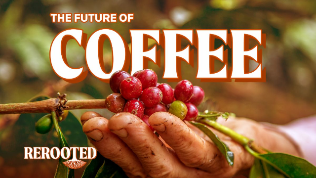 A person holds coffee beans in their hand in this illustration for the Context series Rerooted. Thomson Reuters Foundation
