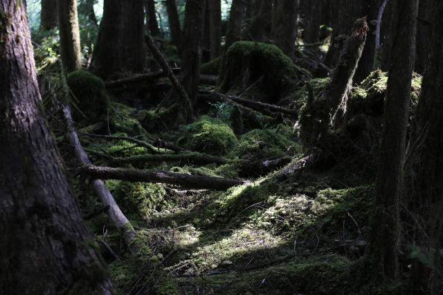 Temperate rainforests on the islands of Haida Gwaii store vast amounts of carbon, on Graham Island, Canada. July 25, 2024. Thomson Reuters Foundation/Jack Graham