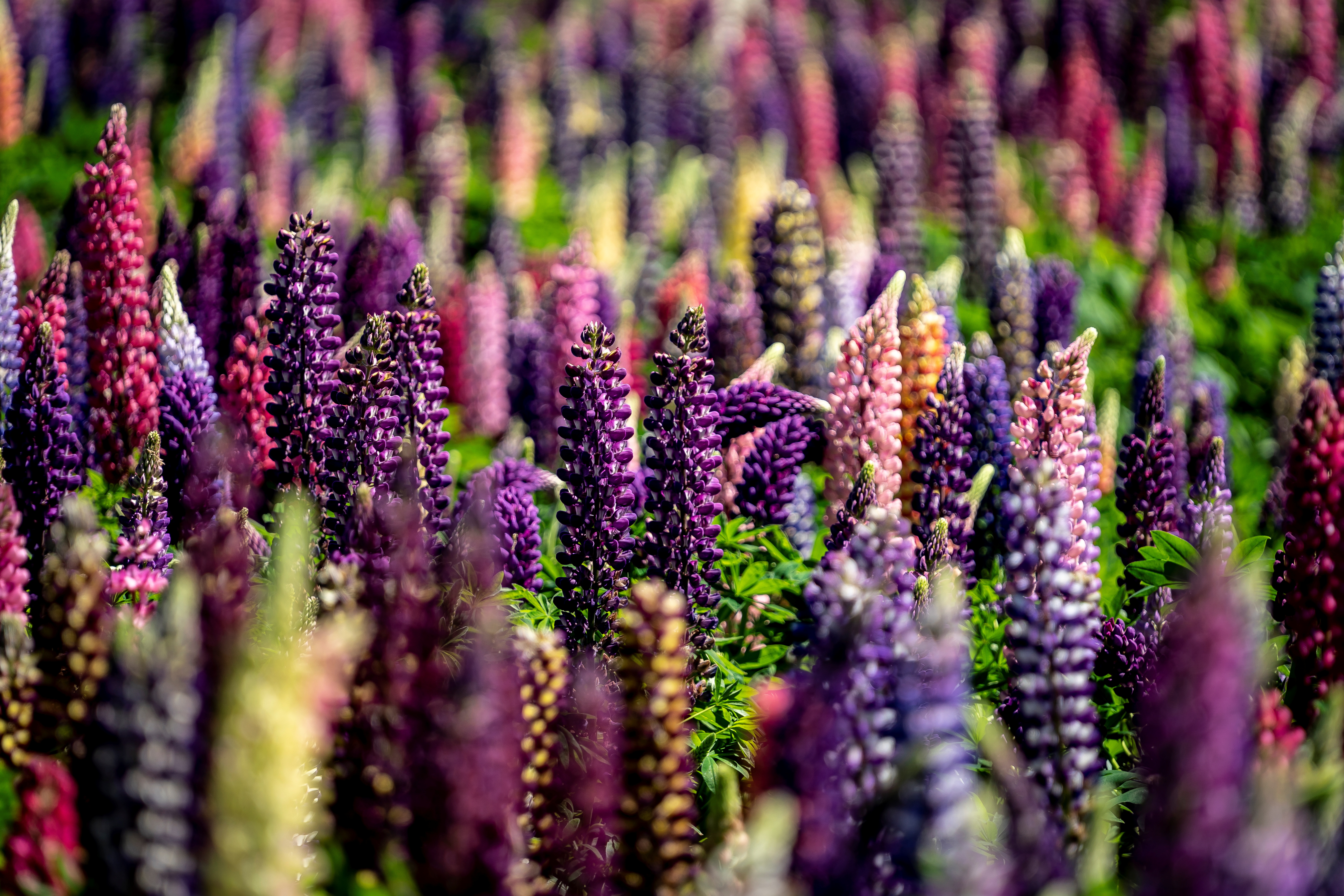 A Lupine field is seen in full bloom near Soellested on the Island of Lolland, Denmark, June 8, 2021. Ritzau Scanpix/via REUTERS