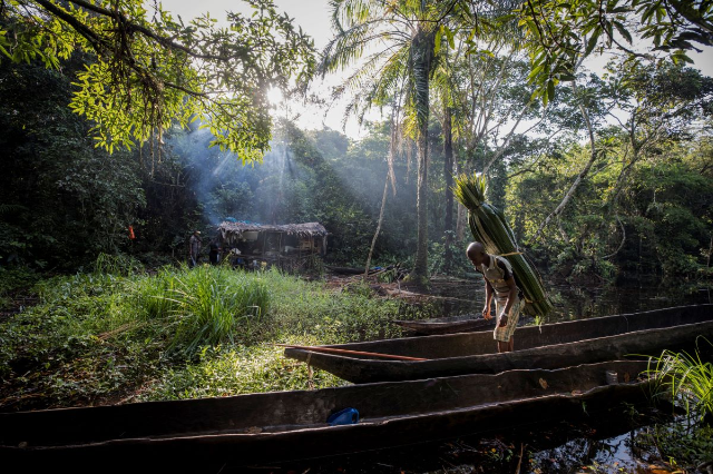 A man carries thatch, which he will use for the roof of his hut, back to his campsite which lies deep in the forest near the city of Mbandaka, Democratic Republic of the Congo, April 3, 2018