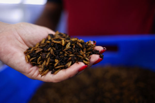 An engineer holds a pile of insects before pressing them into biofuel and alternative protein, at Circa Biotech, in Al Ain, United Arab Emirates, January 14, 2025. REUTERS/Amr Alfiky