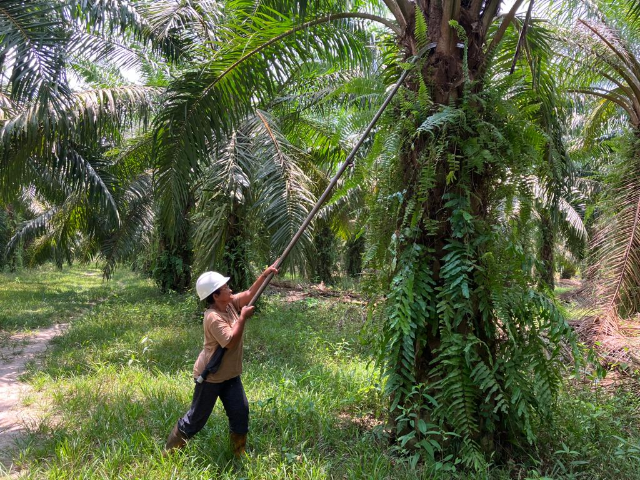 Reta Lajah, an indigenous palm oil farmer on her small plantation in the village of Sungai Judah, Selangor, Malaysia, March 30, 2023. Thomson Reuters Foundation/Michael Taylor