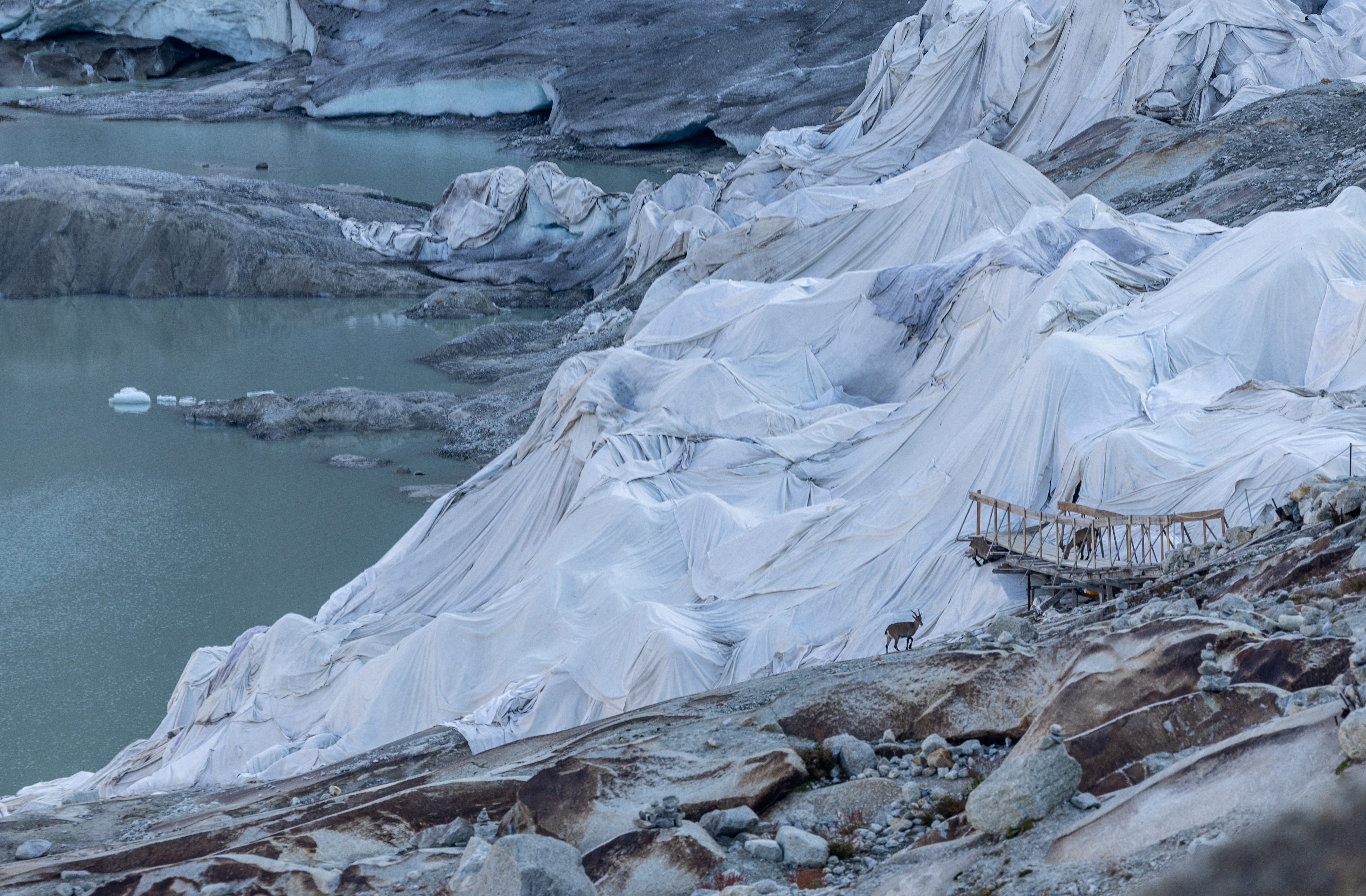 Two chamois stand in the early morning near the ice cave, covered by fleeces to slow the melting, on the Rhone Glacier in Obergoms, Switzerland, August 27, 2024. REUTERS/Denis Balibouse